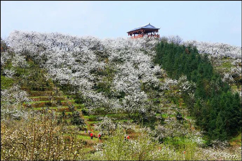 【春天，广西桂林灌阳县向您发出邀请！】我们在灌阳看梨花 - 游山玩水 - 石河子生活社区 - 石河子28生活网 shz.28life.net