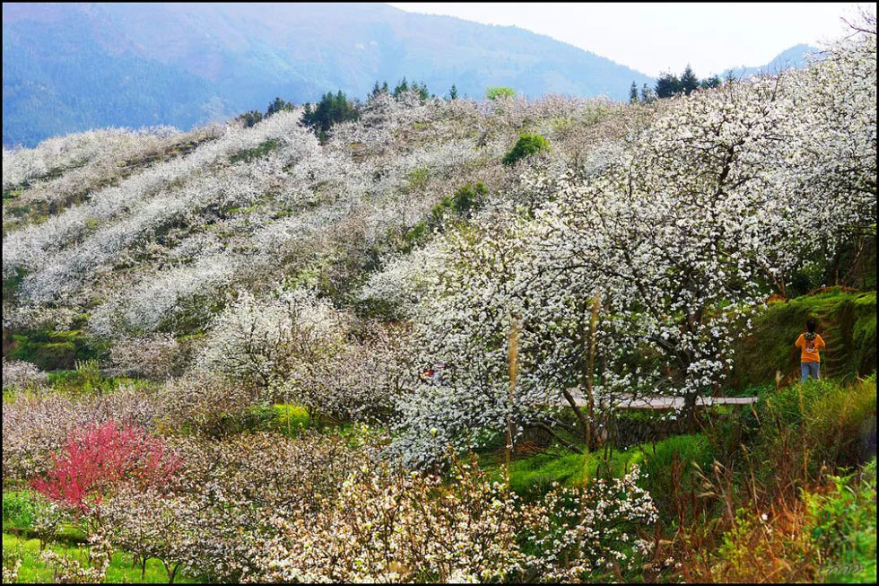 【春天，广西桂林灌阳县向您发出邀请！】我们在灌阳看梨花 - 游山玩水 - 石河子生活社区 - 石河子28生活网 shz.28life.net