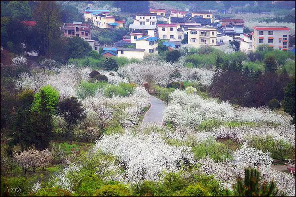 【春天，广西桂林灌阳县向您发出邀请！】我们在灌阳看梨花 - 游山玩水 - 石河子生活社区 - 石河子28生活网 shz.28life.net