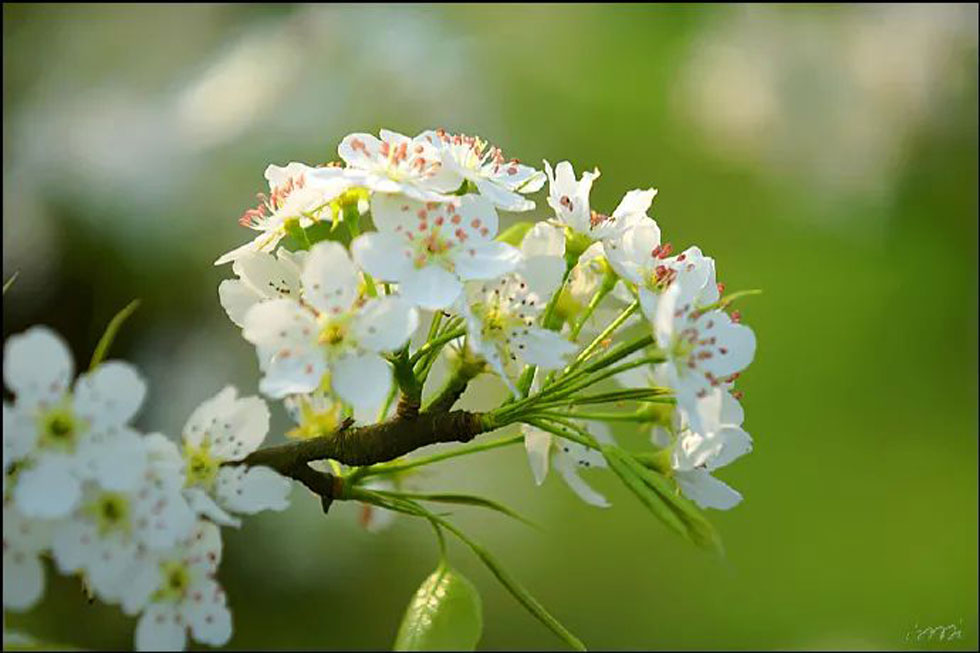 【春天，广西桂林灌阳县向您发出邀请！】我们在灌阳看梨花 - 游山玩水 - 石河子生活社区 - 石河子28生活网 shz.28life.net