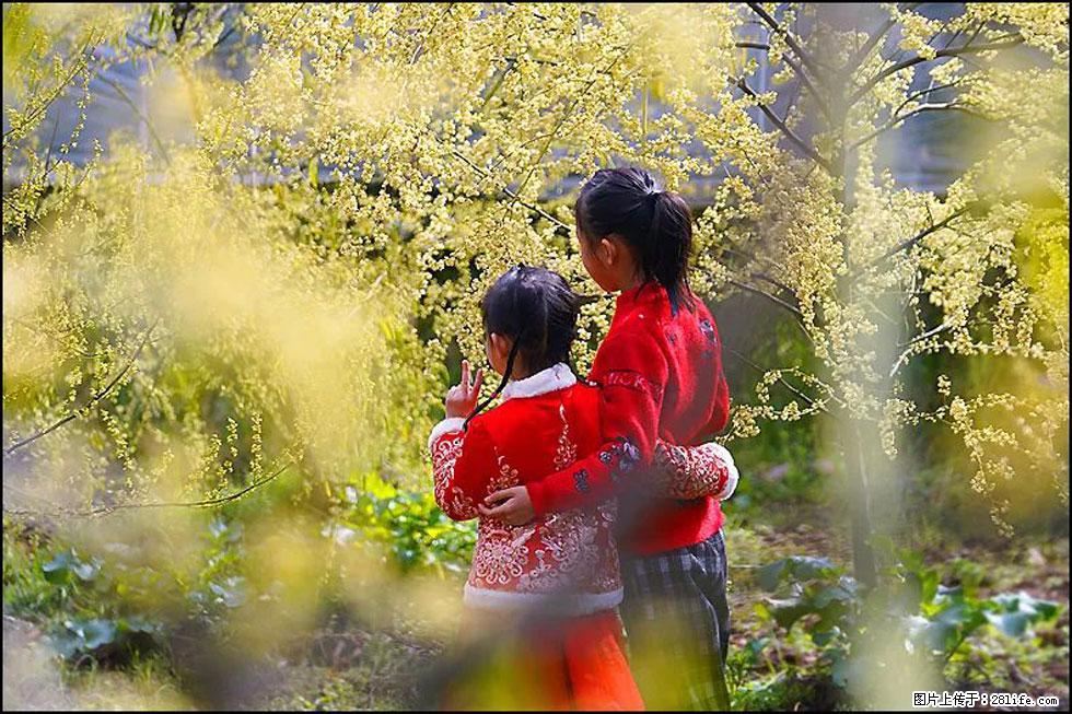 【春天，广西桂林灌阳县向您发出邀请！】米珠山前有片山苍子花在飘香 - 游山玩水 - 石河子生活社区 - 石河子28生活网 shz.28life.net