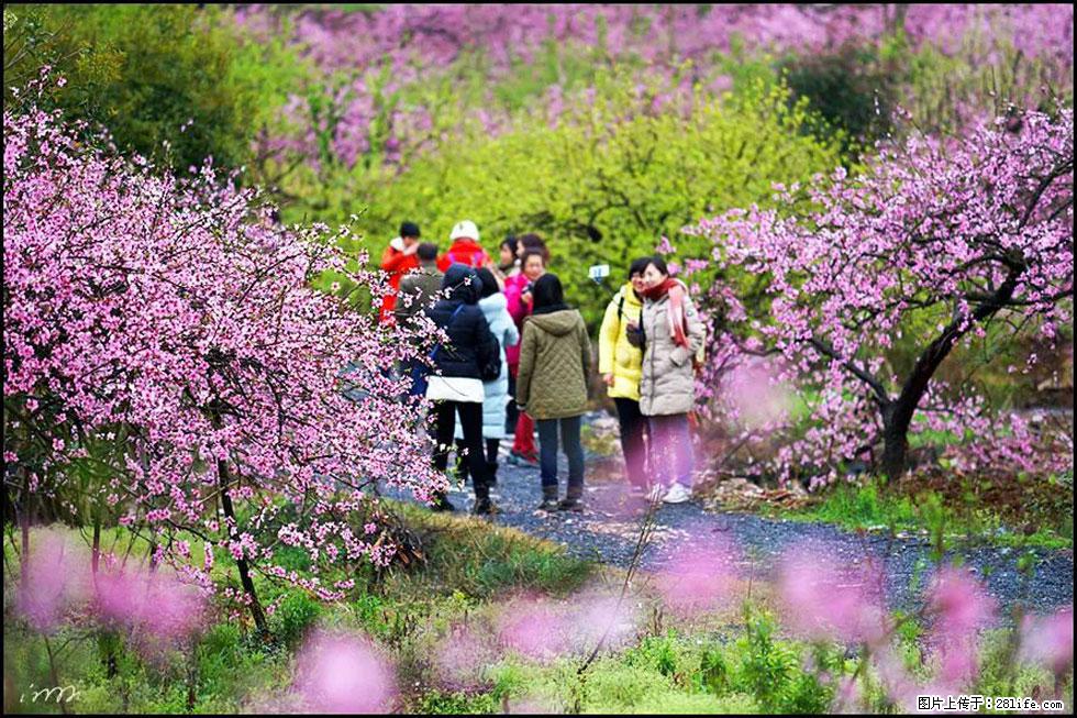 【春天，广西桂林灌阳县向您发出邀请！】官庄村有个醉美的桃花园 - 游山玩水 - 石河子生活社区 - 石河子28生活网 shz.28life.net