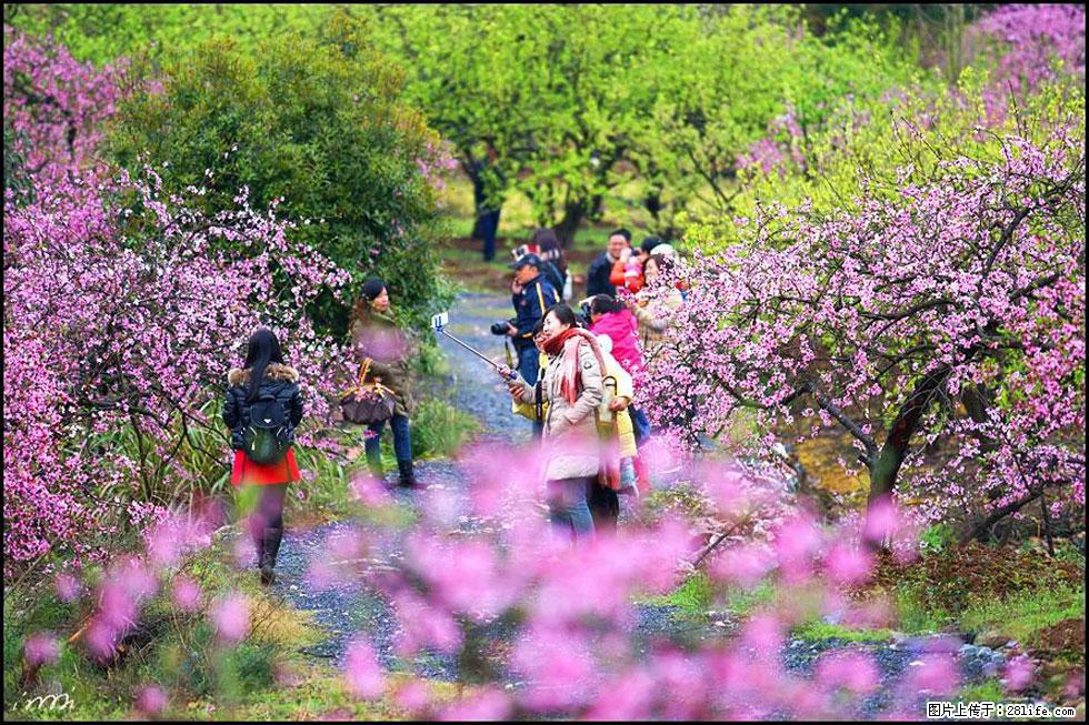 【春天，广西桂林灌阳县向您发出邀请！】官庄村有个醉美的桃花园 - 游山玩水 - 石河子生活社区 - 石河子28生活网 shz.28life.net