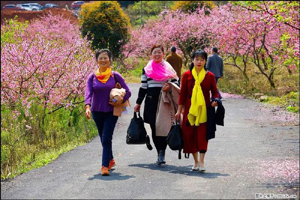 【春天，广西桂林灌阳县向您发出邀请！】官庄村有个醉美的桃花园 - 游山玩水 - 石河子生活社区 - 石河子28生活网 shz.28life.net