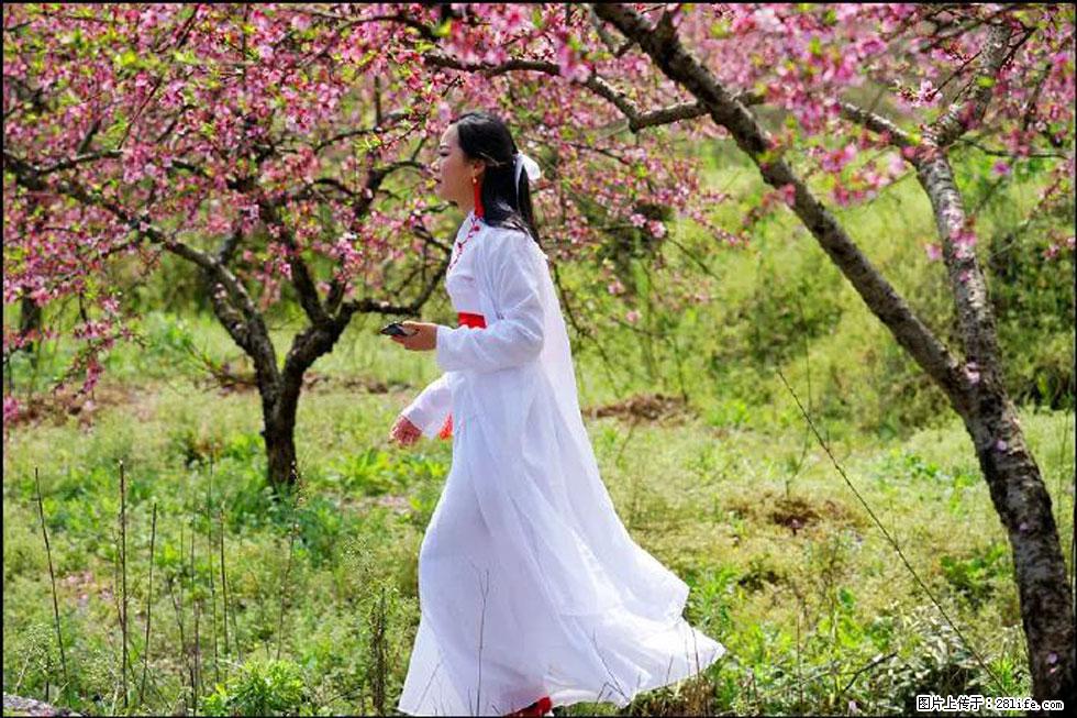 【春天，广西桂林灌阳县向您发出邀请！】官庄村有个醉美的桃花园 - 游山玩水 - 石河子生活社区 - 石河子28生活网 shz.28life.net