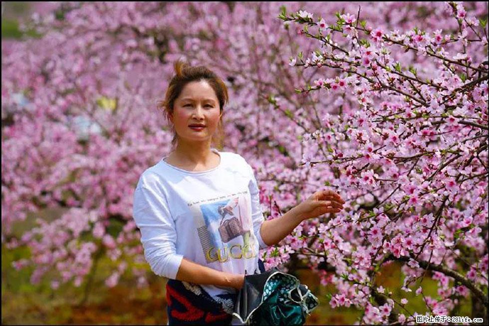 【春天，广西桂林灌阳县向您发出邀请！】官庄村有个醉美的桃花园 - 游山玩水 - 石河子生活社区 - 石河子28生活网 shz.28life.net