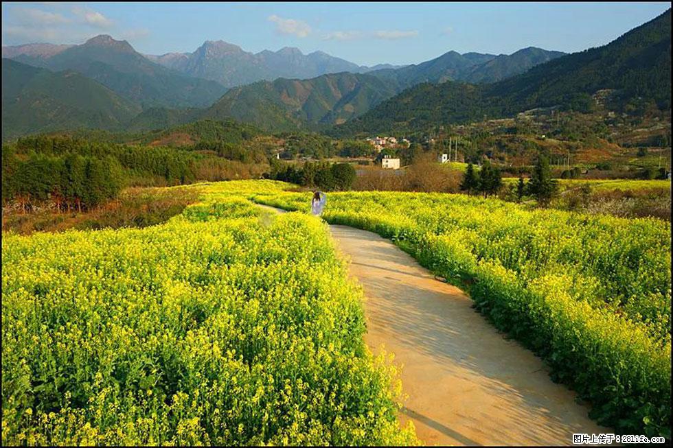 【春天，广西桂林灌阳县向您发出邀请！】长坪村油菜盛情花开 - 游山玩水 - 石河子生活社区 - 石河子28生活网 shz.28life.net