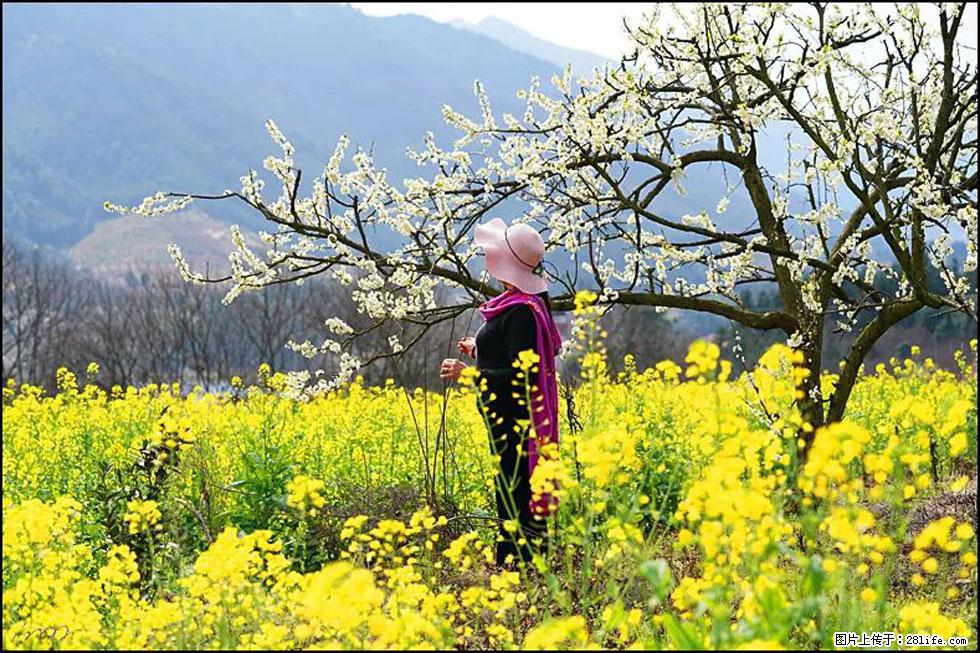 【春天，广西桂林灌阳县向您发出邀请！】长坪村油菜盛情花开 - 游山玩水 - 石河子生活社区 - 石河子28生活网 shz.28life.net