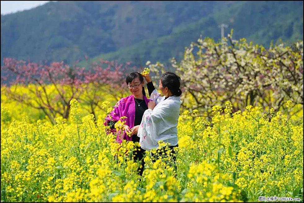 【春天，广西桂林灌阳县向您发出邀请！】长坪村油菜盛情花开 - 游山玩水 - 石河子生活社区 - 石河子28生活网 shz.28life.net