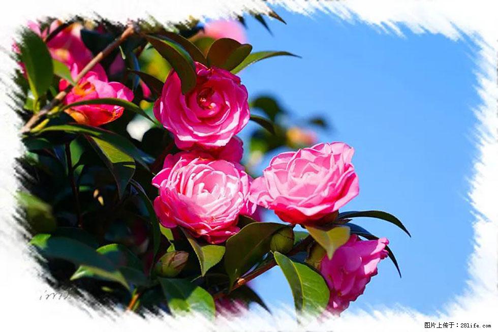 【春天，广西桂林灌阳县向您发出邀请！】杨柳井茶花惹人爱 - 游山玩水 - 石河子生活社区 - 石河子28生活网 shz.28life.net