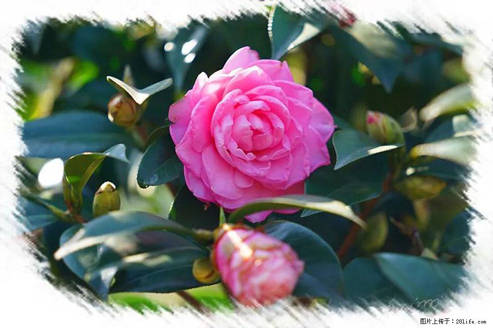 【春天，广西桂林灌阳县向您发出邀请！】杨柳井茶花惹人爱 - 游山玩水 - 石河子生活社区 - 石河子28生活网 shz.28life.net