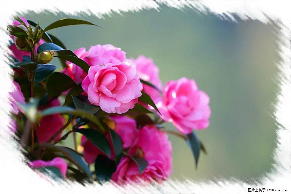 【春天，广西桂林灌阳县向您发出邀请！】杨柳井茶花惹人爱 - 游山玩水 - 石河子生活社区 - 石河子28生活网 shz.28life.net