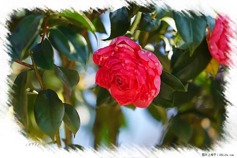 【春天，广西桂林灌阳县向您发出邀请！】杨柳井茶花惹人爱 - 游山玩水 - 石河子生活社区 - 石河子28生活网 shz.28life.net