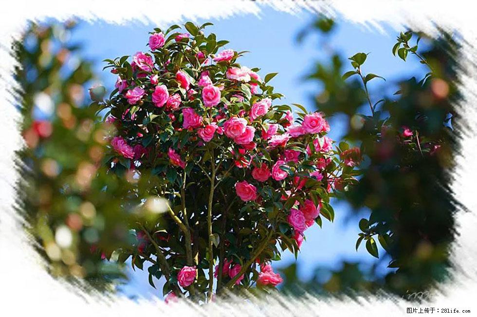 【春天，广西桂林灌阳县向您发出邀请！】杨柳井茶花惹人爱 - 游山玩水 - 石河子生活社区 - 石河子28生活网 shz.28life.net