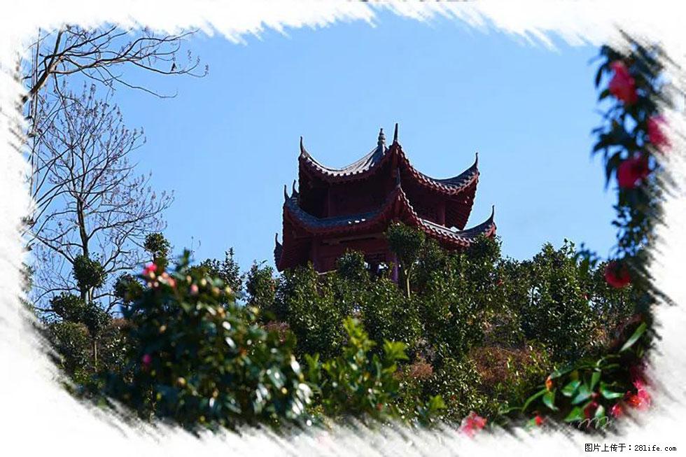 【春天，广西桂林灌阳县向您发出邀请！】杨柳井茶花惹人爱 - 游山玩水 - 石河子生活社区 - 石河子28生活网 shz.28life.net