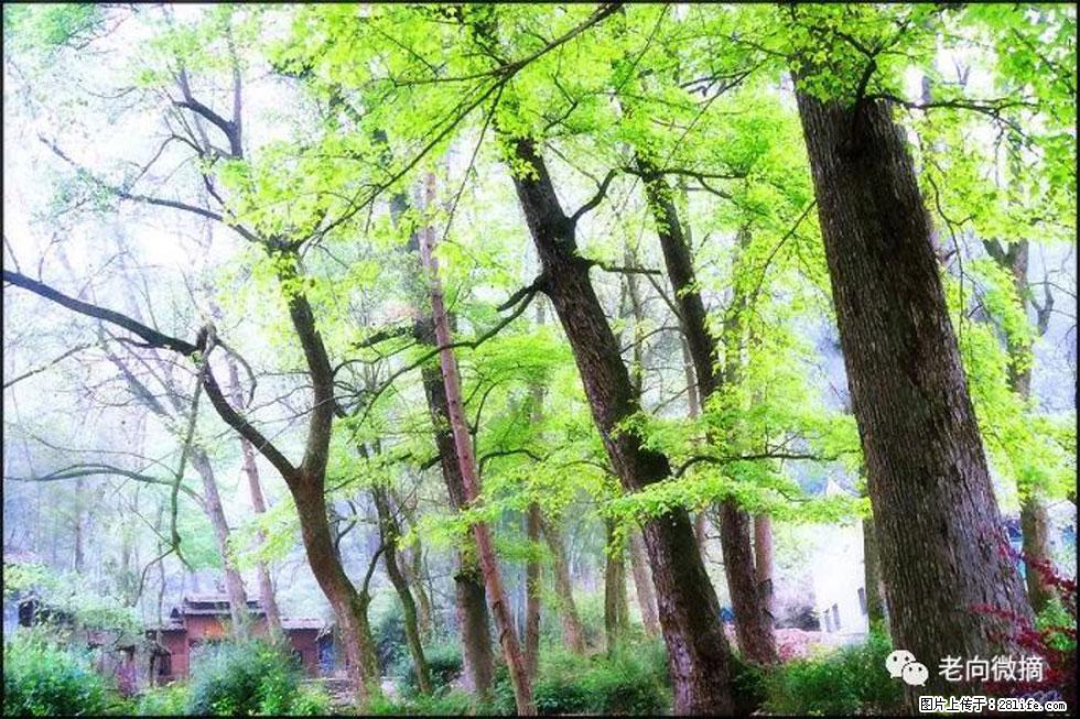 【春天，广西桂林灌阳县向您发出邀请！】在小龙村与春天约会 - 游山玩水 - 石河子生活社区 - 石河子28生活网 shz.28life.net
