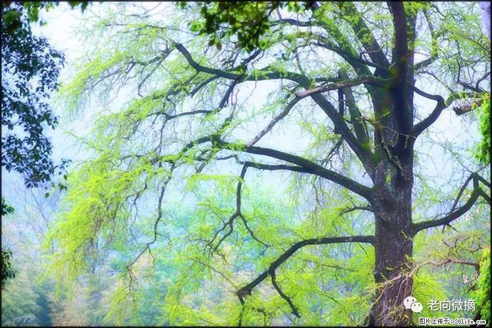 【春天，广西桂林灌阳县向您发出邀请！】在小龙村与春天约会 - 游山玩水 - 石河子生活社区 - 石河子28生活网 shz.28life.net