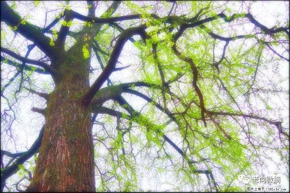【春天，广西桂林灌阳县向您发出邀请！】在小龙村与春天约会 - 游山玩水 - 石河子生活社区 - 石河子28生活网 shz.28life.net