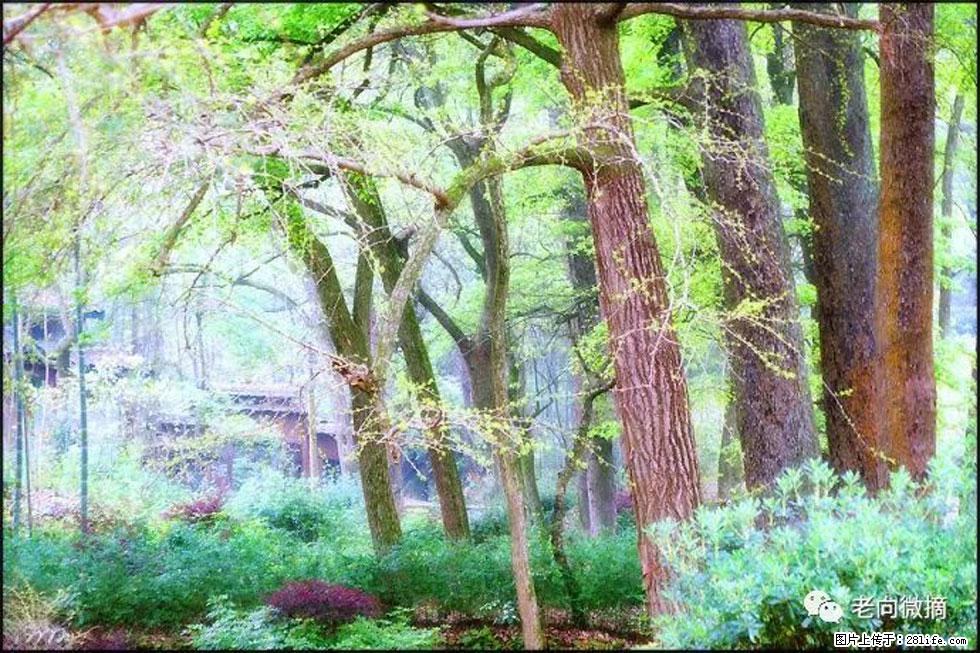 【春天，广西桂林灌阳县向您发出邀请！】在小龙村与春天约会 - 游山玩水 - 石河子生活社区 - 石河子28生活网 shz.28life.net