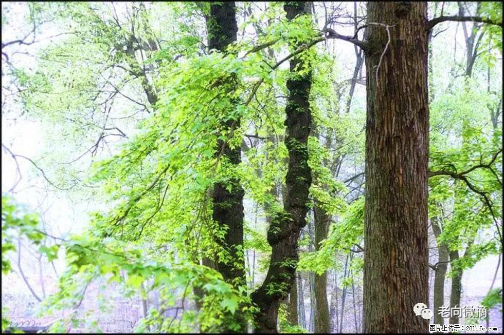 【春天，广西桂林灌阳县向您发出邀请！】在小龙村与春天约会 - 游山玩水 - 石河子生活社区 - 石河子28生活网 shz.28life.net