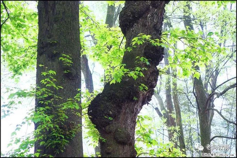【春天，广西桂林灌阳县向您发出邀请！】在小龙村与春天约会 - 游山玩水 - 石河子生活社区 - 石河子28生活网 shz.28life.net