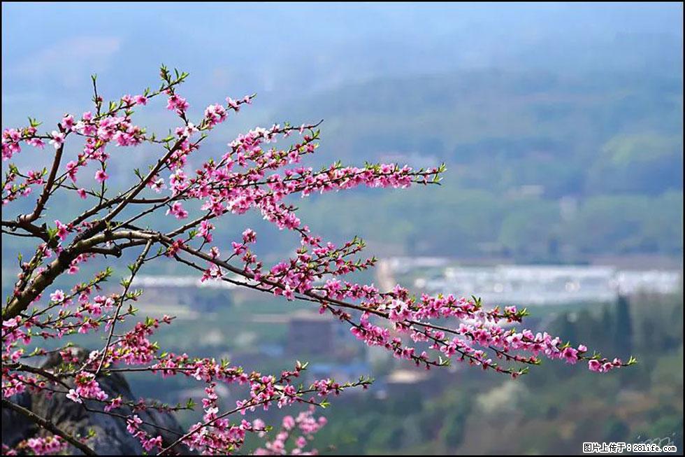 【春天，广西桂林灌阳县向您发出邀请！】望月岭上桃花开 - 游山玩水 - 石河子生活社区 - 石河子28生活网 shz.28life.net