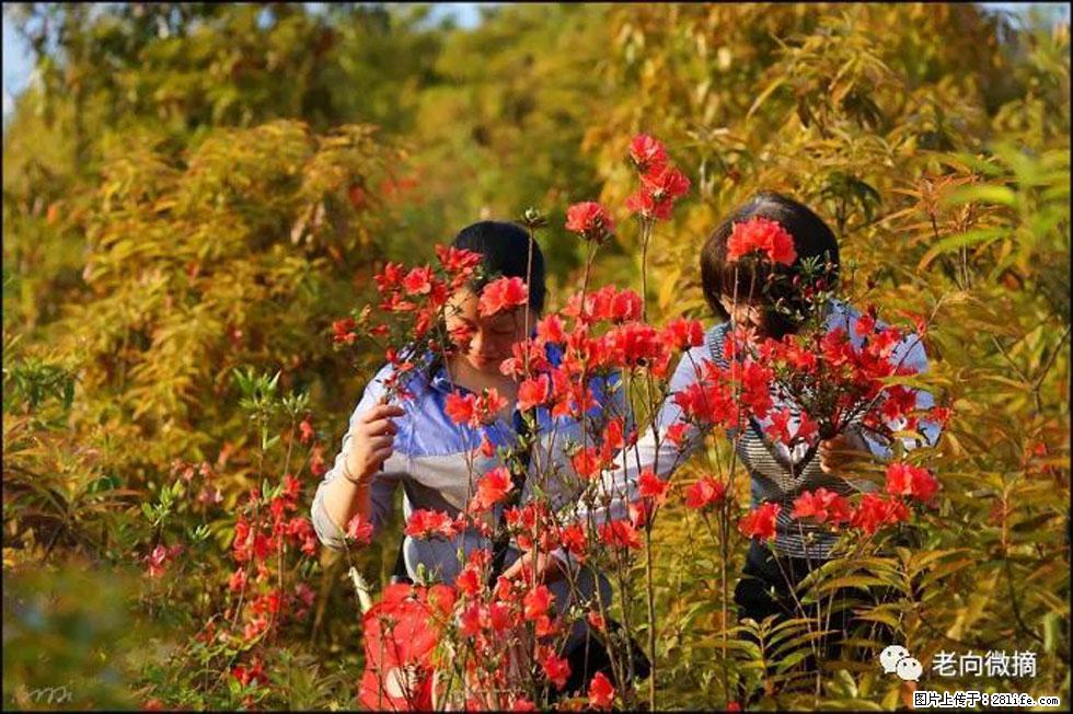 【春天，广西桂林灌阳县向您发出邀请！】登麒麟山，相约映山红 - 游山玩水 - 石河子生活社区 - 石河子28生活网 shz.28life.net