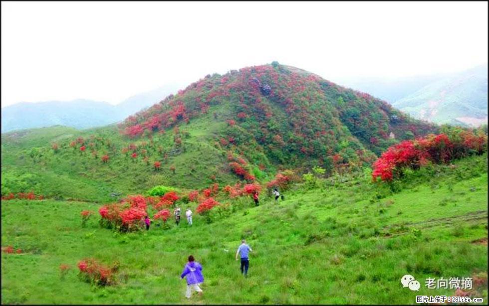 【春天，广西桂林灌阳县向您发出邀请！】宝盖山上映山红 - 游山玩水 - 石河子生活社区 - 石河子28生活网 shz.28life.net