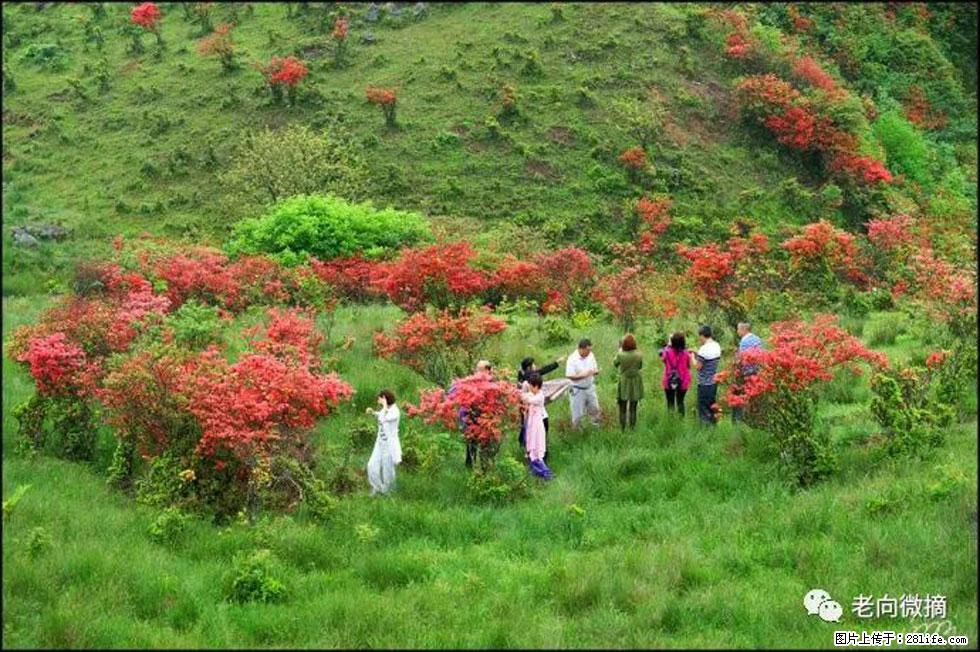 【春天，广西桂林灌阳县向您发出邀请！】宝盖山上映山红 - 游山玩水 - 石河子生活社区 - 石河子28生活网 shz.28life.net