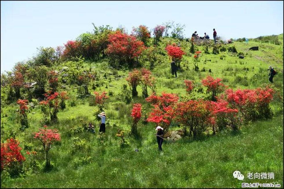 【春天，广西桂林灌阳县向您发出邀请！】宝盖山上映山红 - 游山玩水 - 石河子生活社区 - 石河子28生活网 shz.28life.net