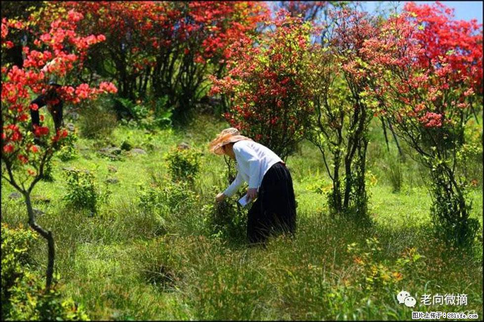 【春天，广西桂林灌阳县向您发出邀请！】宝盖山上映山红 - 游山玩水 - 石河子生活社区 - 石河子28生活网 shz.28life.net