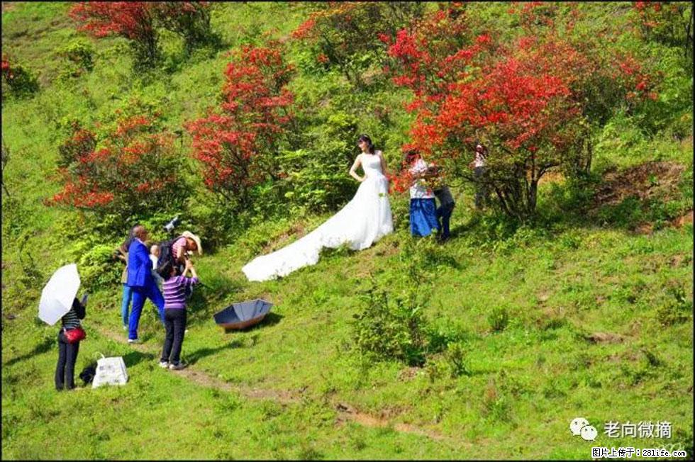 【春天，广西桂林灌阳县向您发出邀请！】宝盖山上映山红 - 游山玩水 - 石河子生活社区 - 石河子28生活网 shz.28life.net