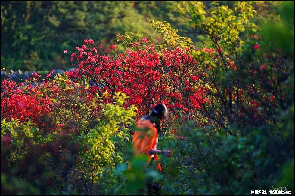 【春天，广西桂林灌阳县向您发出邀请！】春木界上映山红 - 游山玩水 - 石河子生活社区 - 石河子28生活网 shz.28life.net