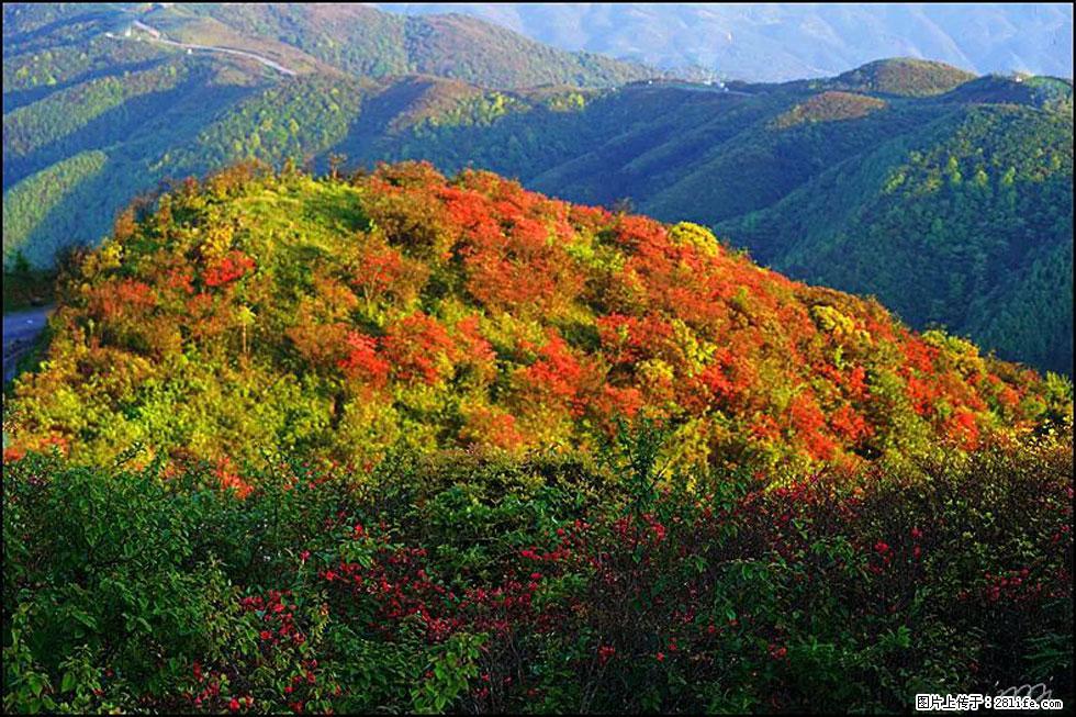 【春天，广西桂林灌阳县向您发出邀请！】春木界上映山红 - 游山玩水 - 石河子生活社区 - 石河子28生活网 shz.28life.net