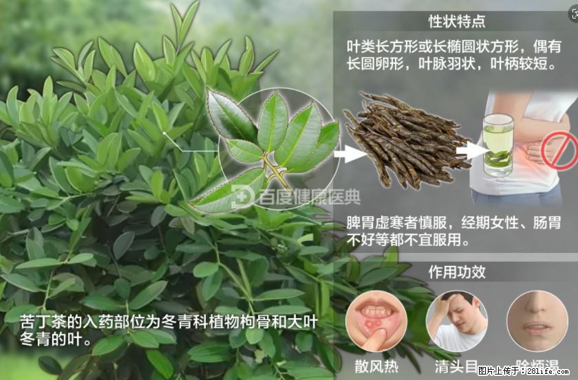 苦丁茶有哪些功效和作用 - 生活百科 - 石河子生活社区 - 石河子28生活网 shz.28life.net