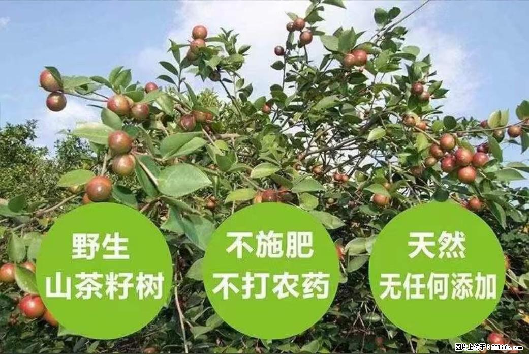 【灌阳县油茶产业示范区】一个有着充实的精神生活的人，对待身外之物自会有一种淡泊的态度 - 土特产 - 饮食特产 - 石河子分类信息 - 石河子28生活网 shz.28life.net