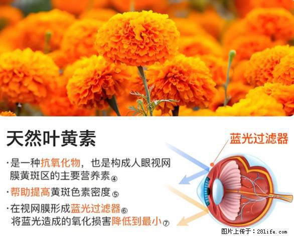 叶黄素有什么功效和作用 - 生活百科 - 石河子生活社区 - 石河子28生活网 shz.28life.net