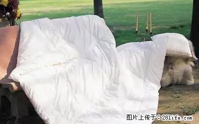 被子有异味？只要这样做，比晒太阳还强100倍！ - 家居生活 - 石河子生活社区 - 石河子28生活网 shz.28life.net