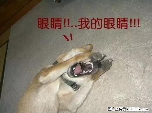 笑癫了！一女的怀孕三年未生，他终于忍不住了... - 娱乐八卦 - 石河子生活社区 - 石河子28生活网 shz.28life.net