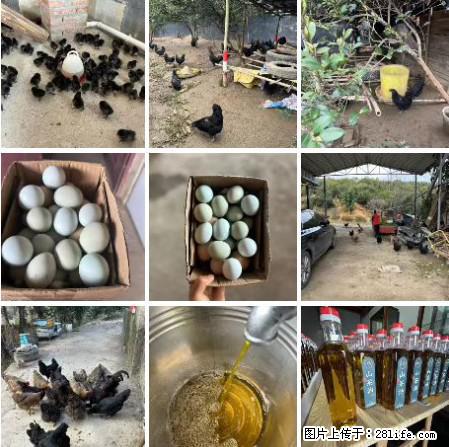 油茶园从小鸡仔开始养起的纯土鸡、土鸡蛋可以预定啦！还有前几天刚榨的纯山茶油哦 - 土特产 - 饮食特产 - 石河子分类信息 - 石河子28生活网 shz.28life.net