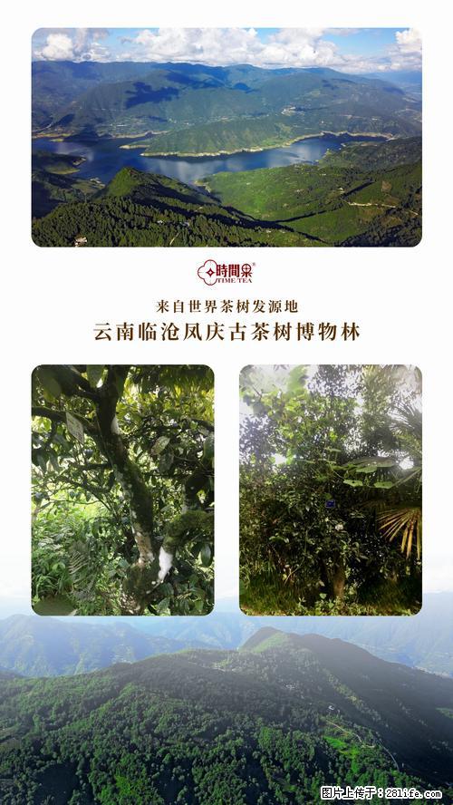 时间果百年古树2025年春红茶 - 购物交流 - 石河子生活社区 - 石河子28生活网 shz.28life.net