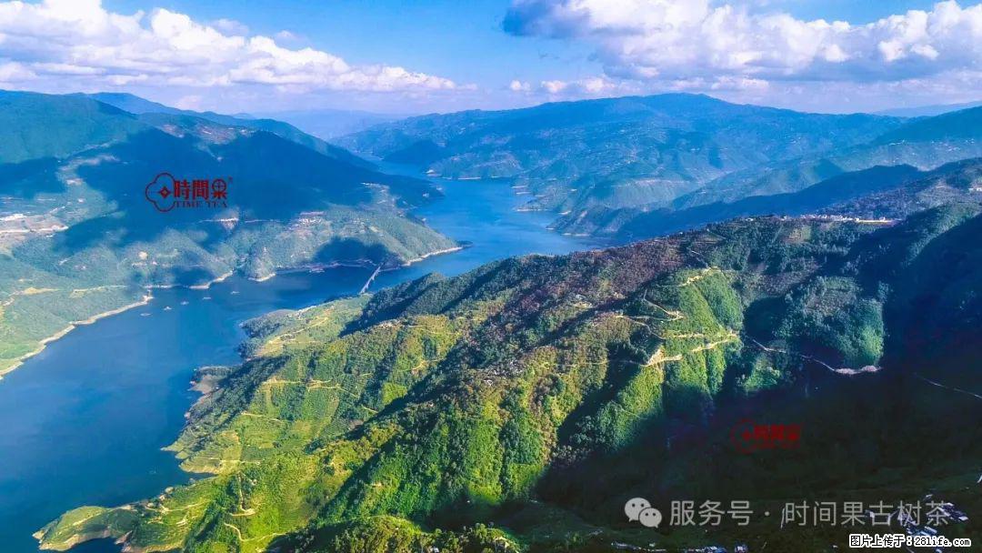 时间果百年古树龙珠普洱生茶 - 购物交流 - 石河子生活社区 - 石河子28生活网 shz.28life.net