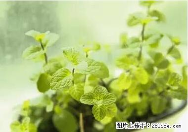 晕车、脚气、牙齿变黄、皮肤粗糙？学会这些三分钟搞定！ - 石河子生活资讯 - 石河子28生活网 shz.28life.net