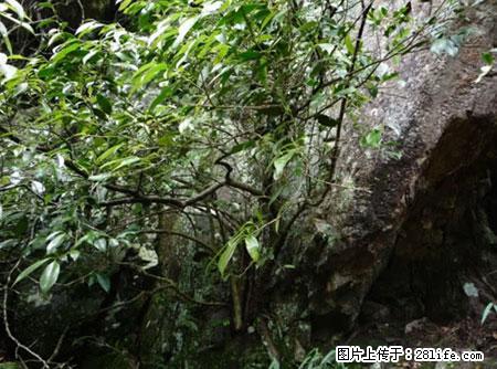 平乐石崖茶，珍贵仅次于金花茶 - 石河子生活资讯 - 石河子28生活网 shz.28life.net
