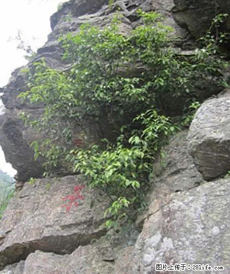 平乐石崖茶，珍贵仅次于金花茶 - 石河子生活资讯 - 石河子28生活网 shz.28life.net