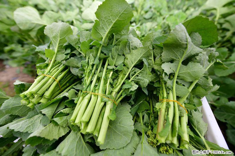 这些蔬菜是“天然钙片”，这6种被医生重点推荐 - 石河子生活资讯 - 石河子28生活网 shz.28life.net